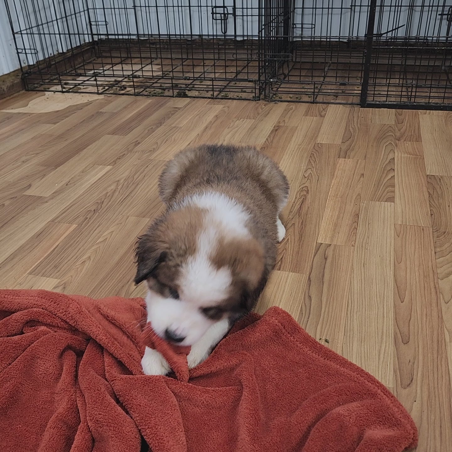 Narnia Female Great Bernese Puppy