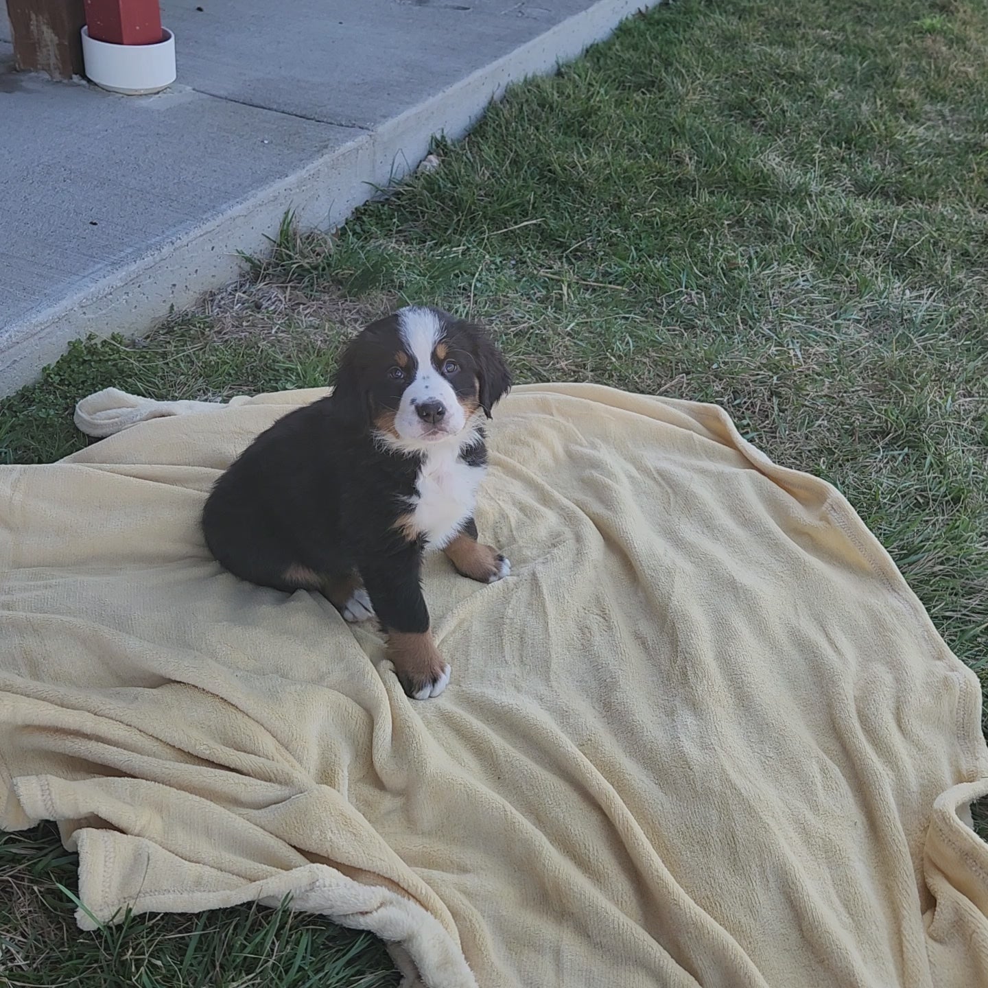 Michelle Female Bernese Mountain Dog Puppy