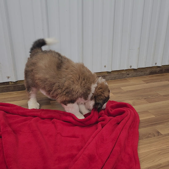 Aslan Male Great Bernese Puppy