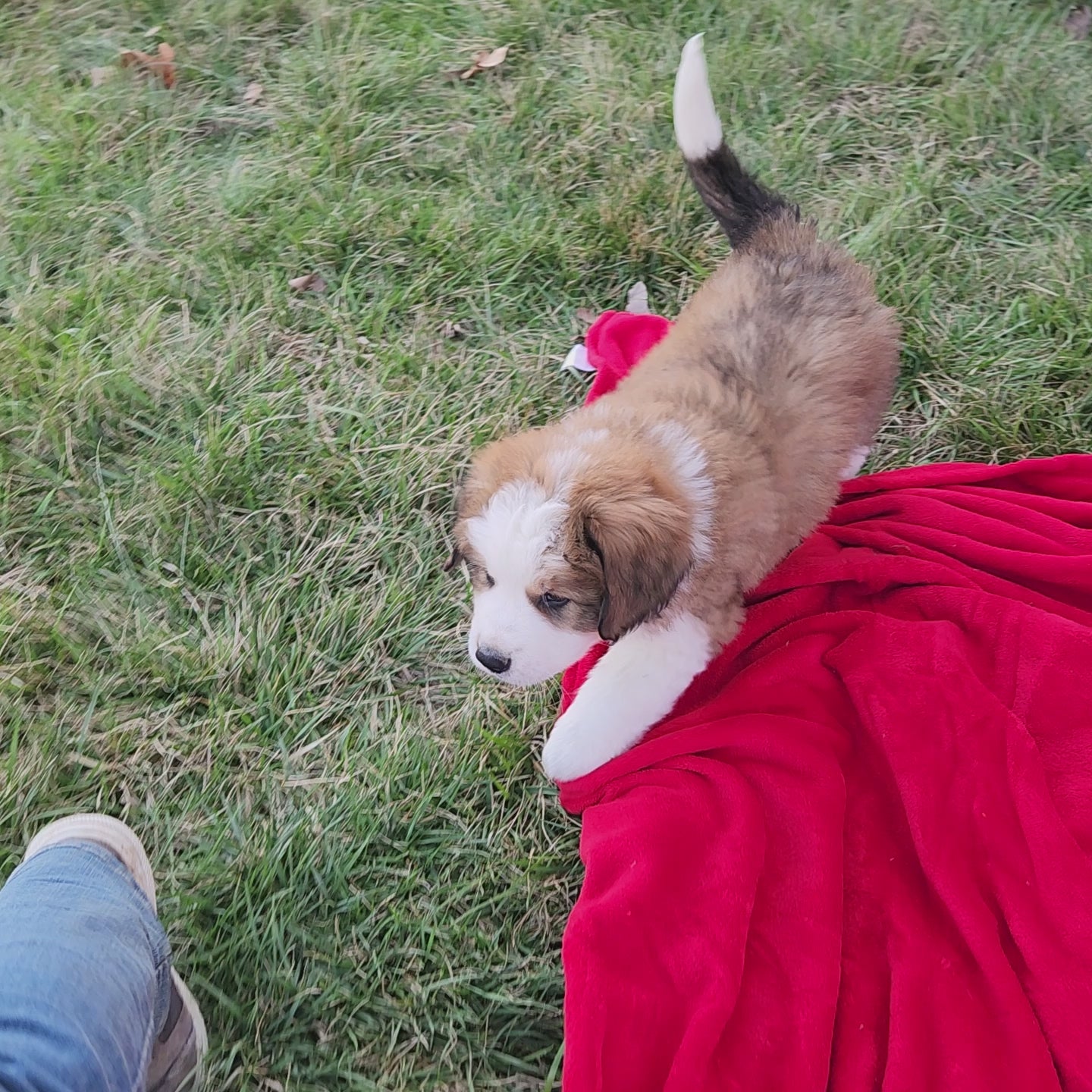 Aslan Male Great Bernese Puppy