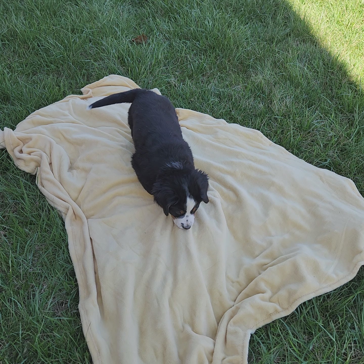 Michelle Female Bernese Mountain Dog Puppy