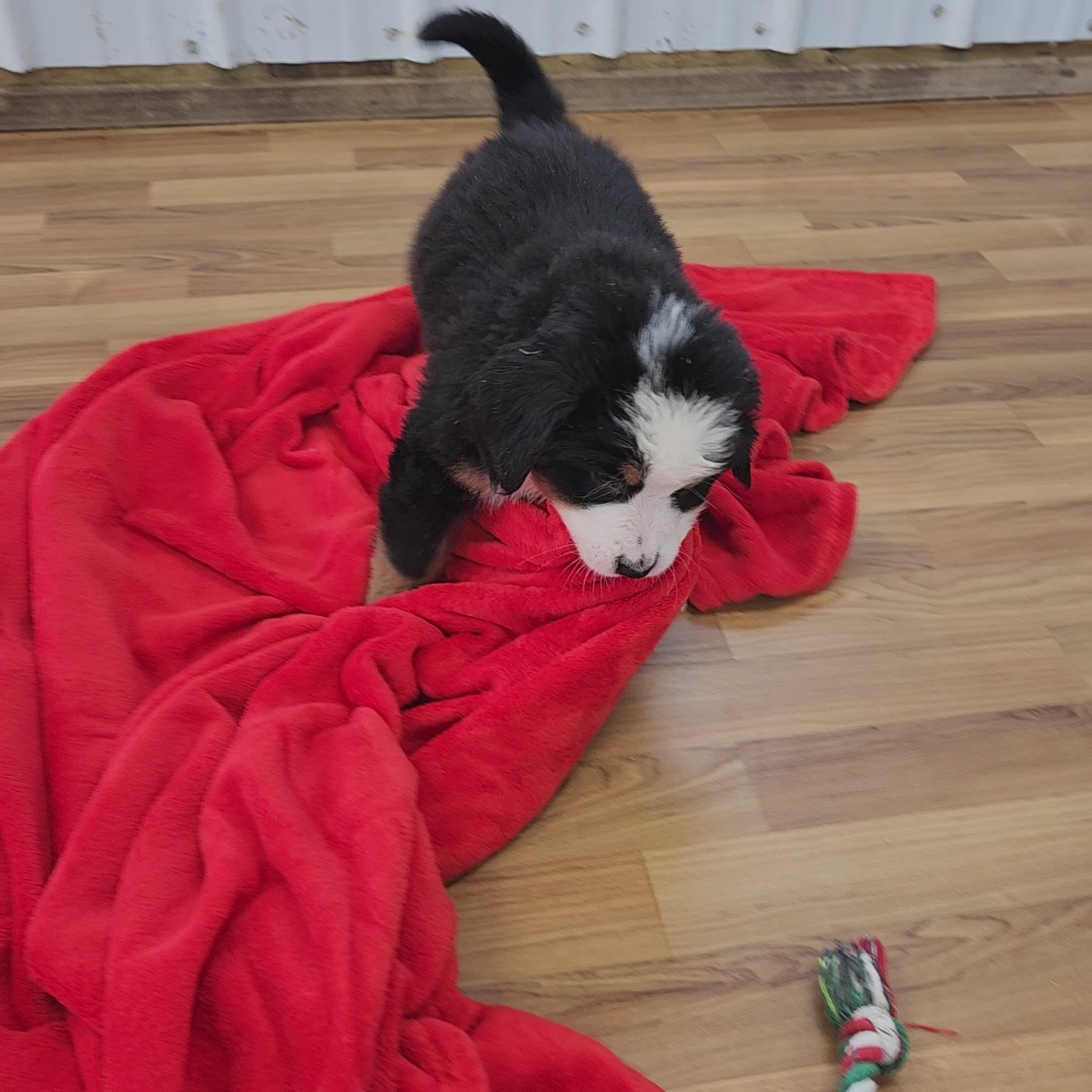 Nicky Male Bernese Mountain Dog Puppy