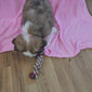 Princess Peach (Sold) Female Great Bernese Puppy