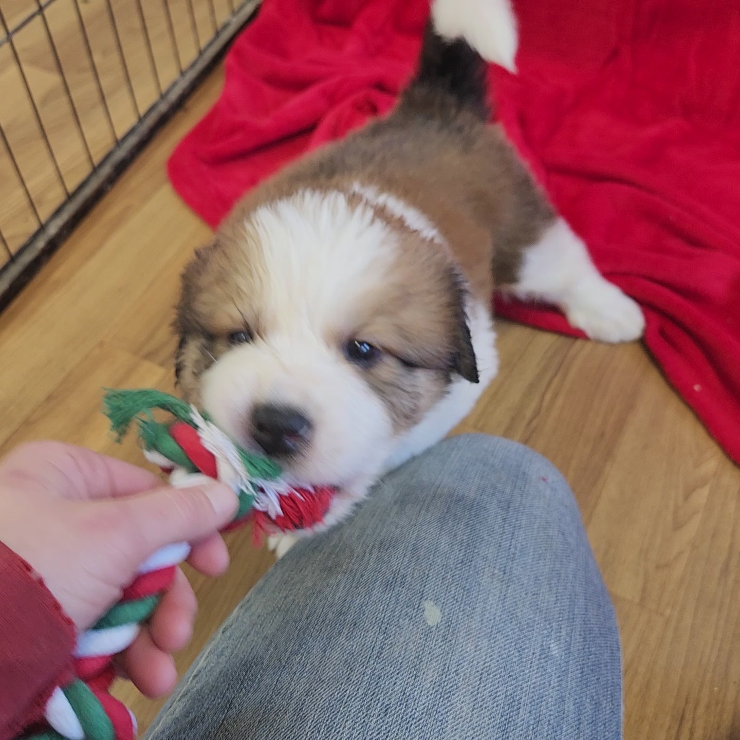 Mario Male Great Bernese Puppy