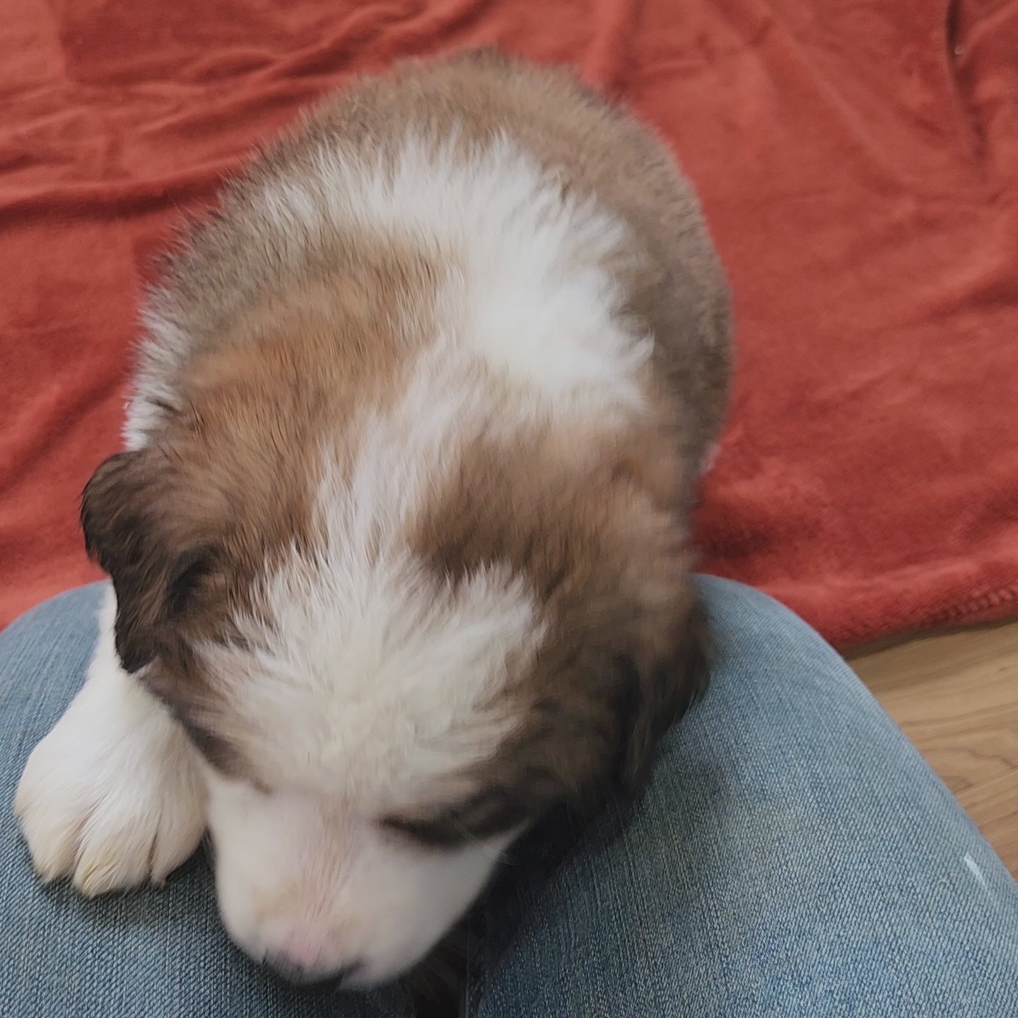 Narnia Female Great Bernese Puppy