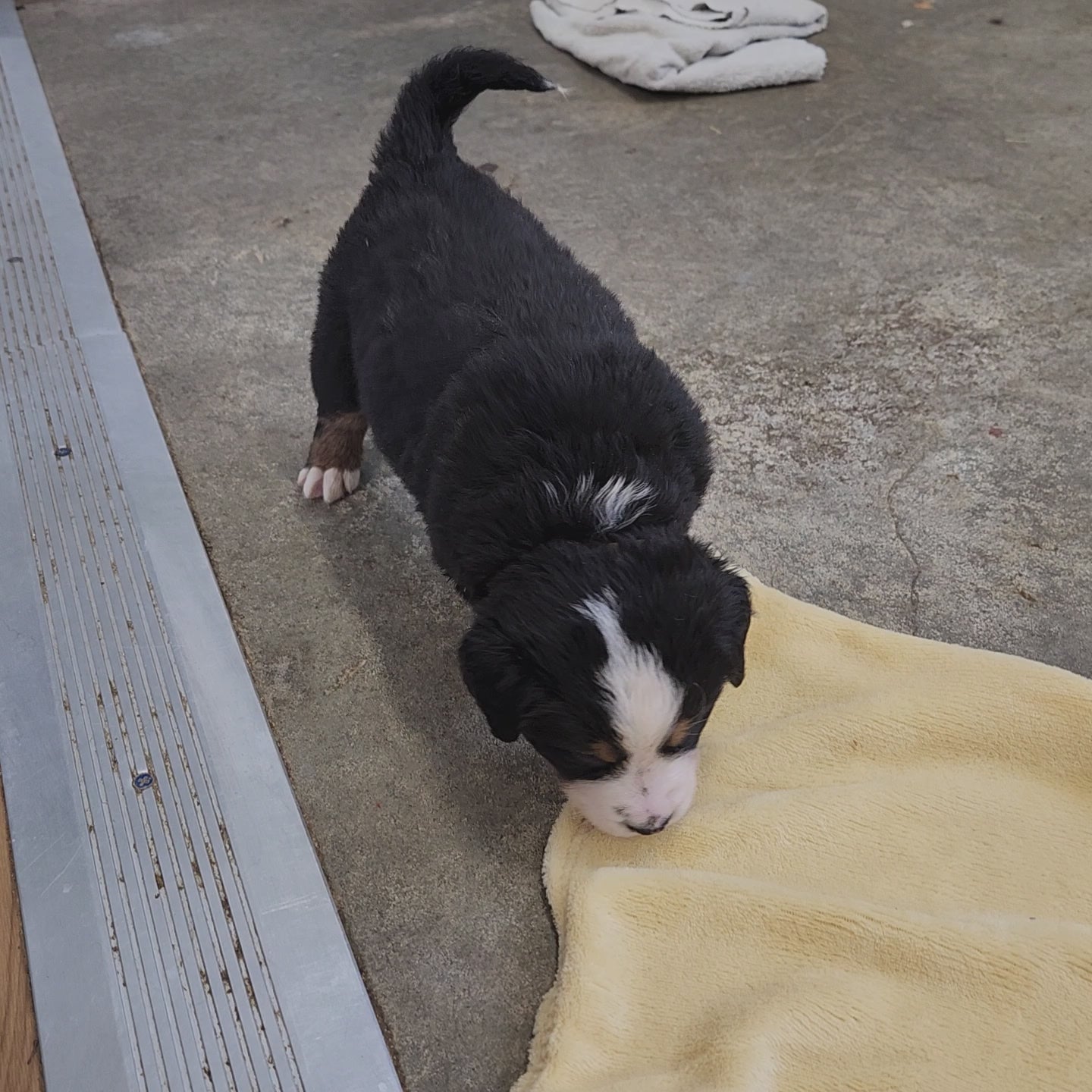 Michelle Female Bernese Mountain Dog Puppy