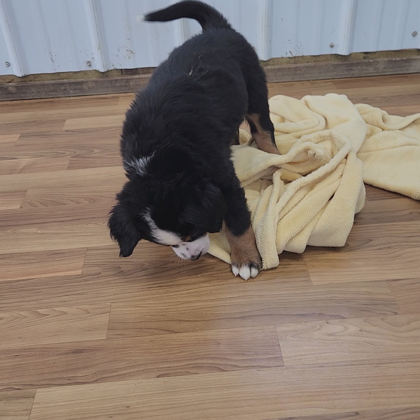 Michelle Female Bernese Mountain Dog Puppy
