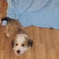 Luigi (Sold) Male Great Bernese Puppy