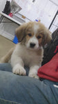 Bowser (Sold) Male Great Bernese Puppy