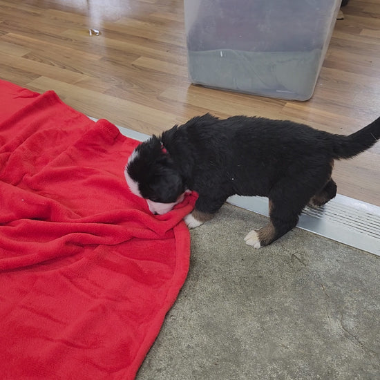 Nicky Male Bernese Mountain Dog Puppy
