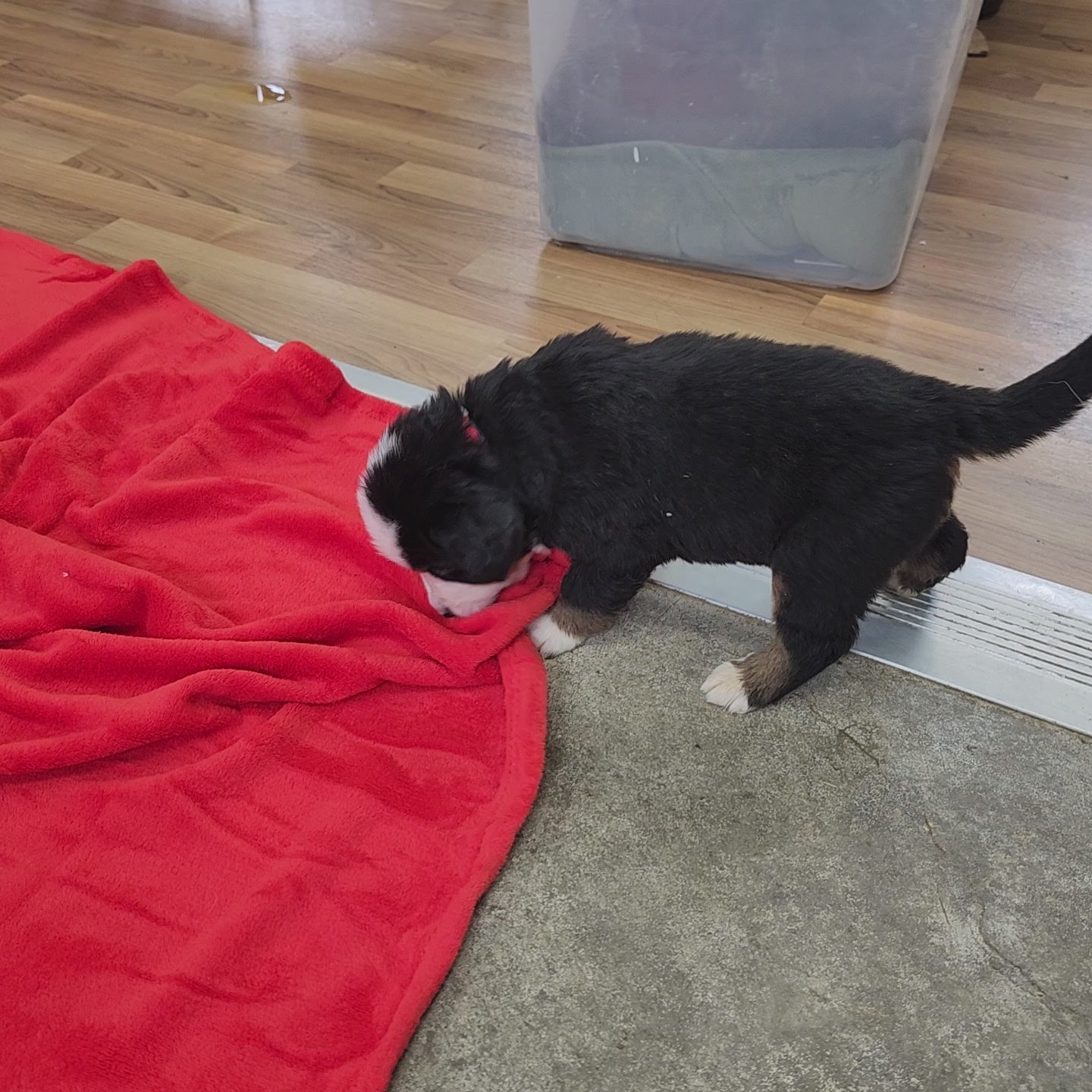 Nicky Male Bernese Mountain Dog Puppy
