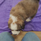 Susan Female Great Bernese Puppy