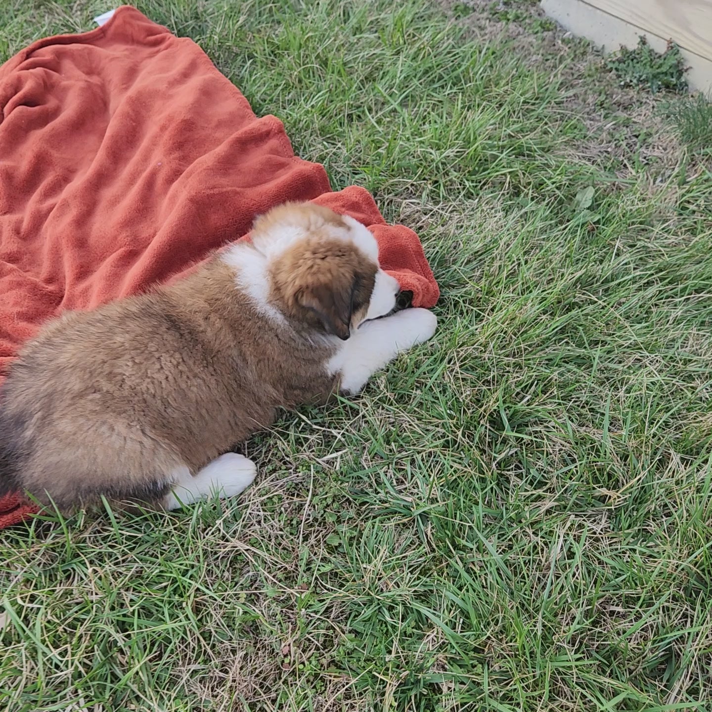 Narnia Female Great Bernese Puppy