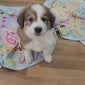 Princess Daisy (Sold) Female Great Bernese Puppy