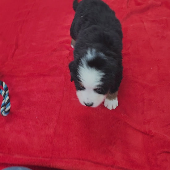 Nicky Male Bernese Mountain Dog Puppy
