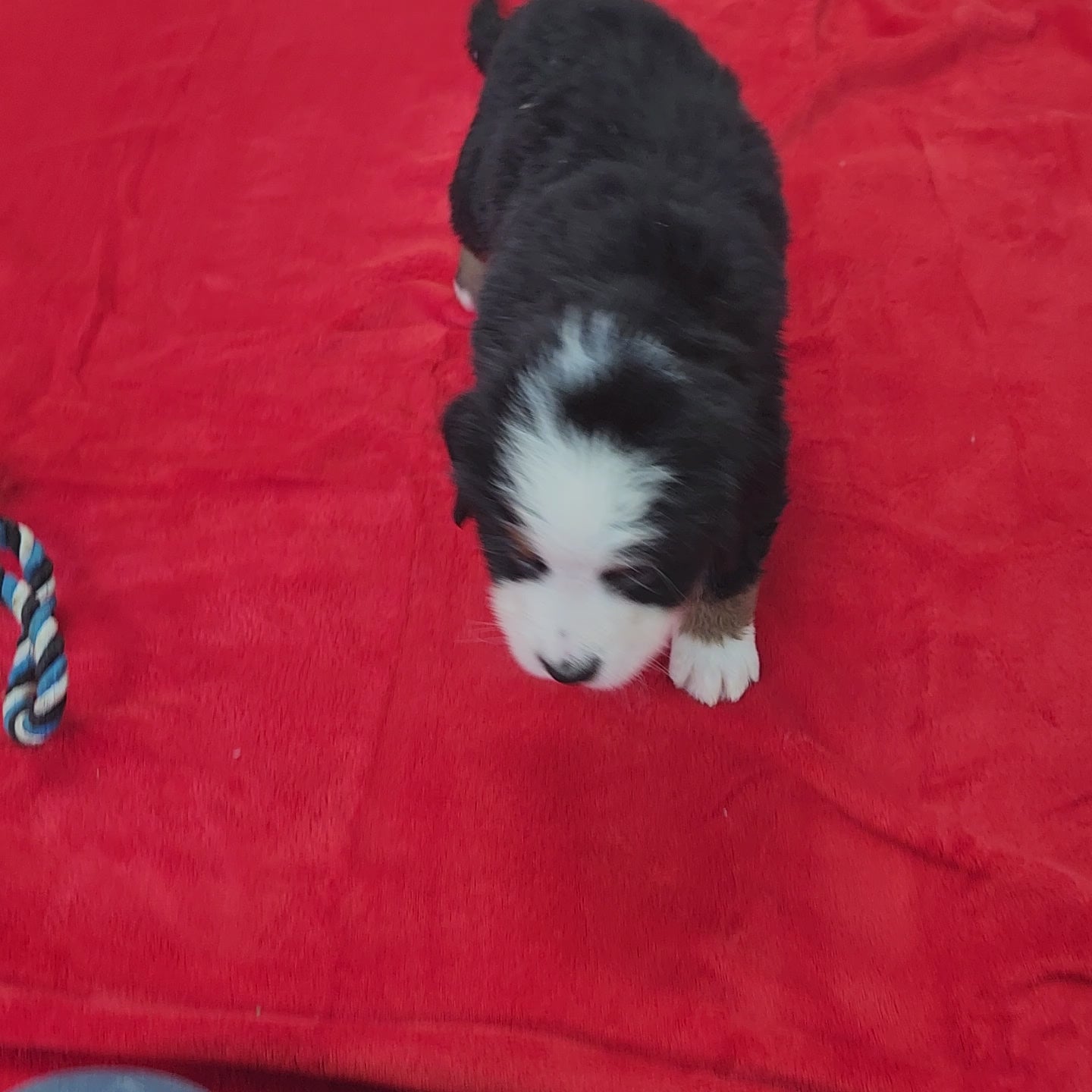 Nicky Male Bernese Mountain Dog Puppy