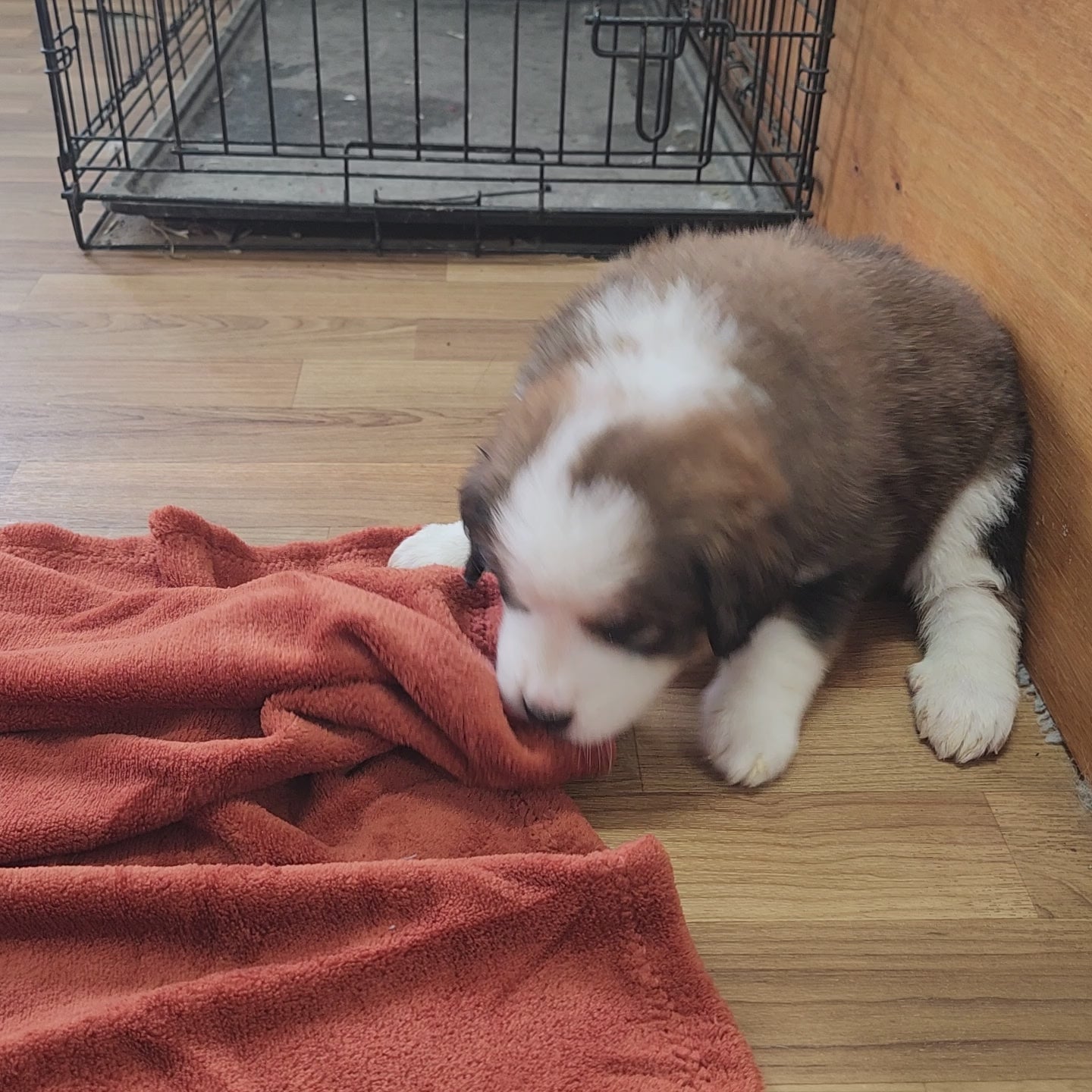 Narnia Female Great Bernese Puppy