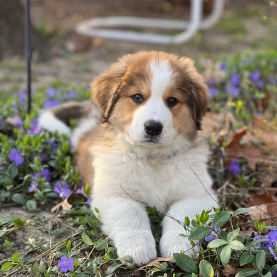 Marilla (Sold) Female Great Bernese Puppy
