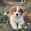 Marilla (Sold) Female Great Bernese Puppy