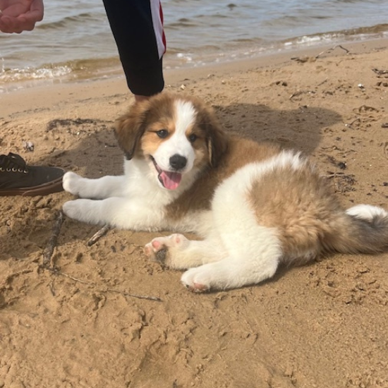 Marilla (Sold) Female Great Bernese Puppy