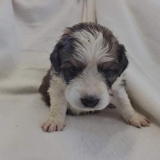 4 week old great bernese puppy