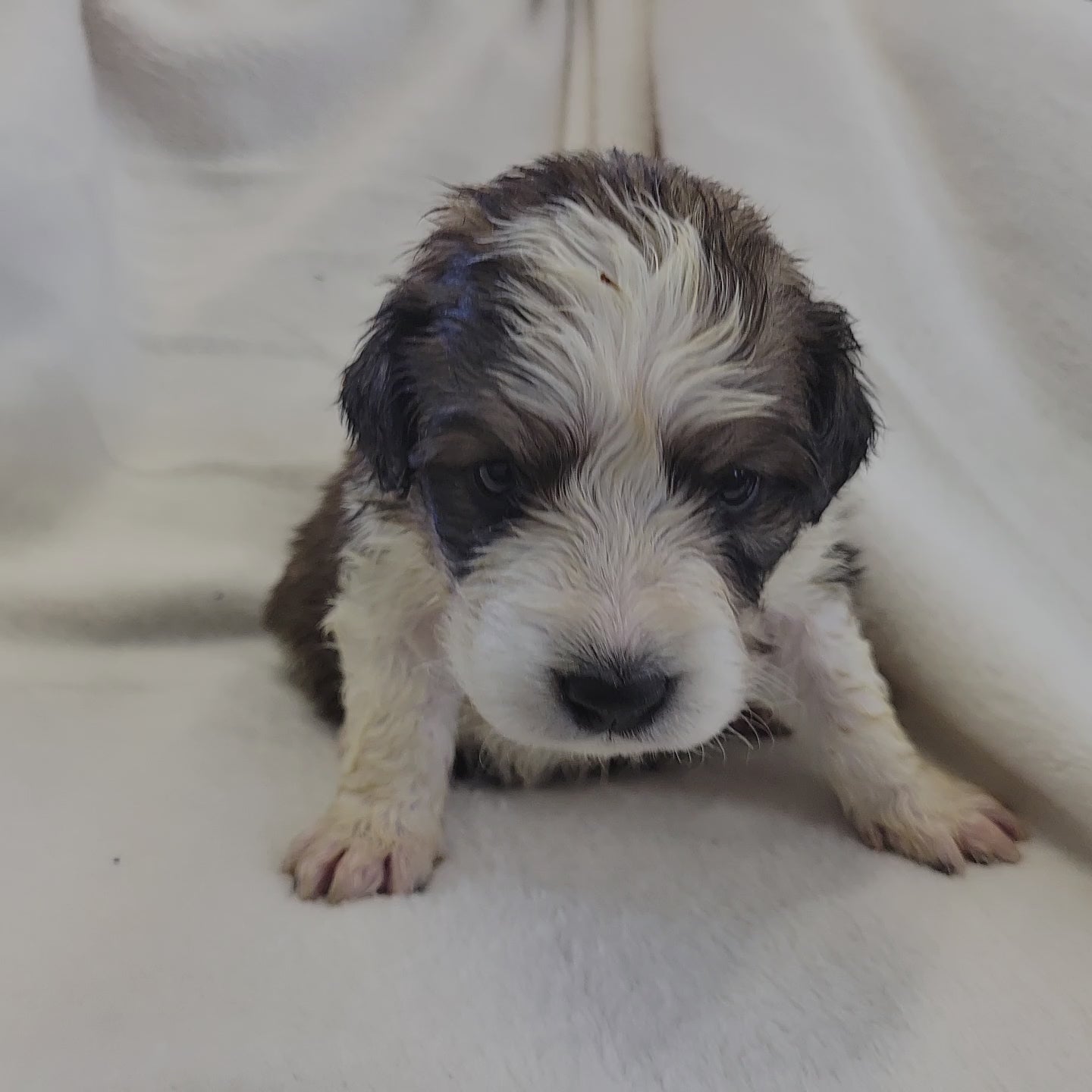 4 week old great bernese puppy