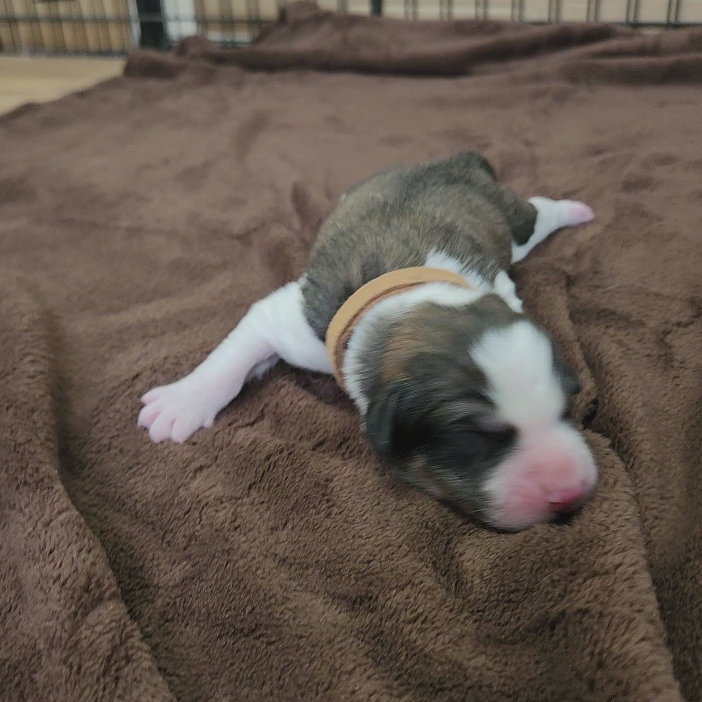 great bernese puppy at two days old