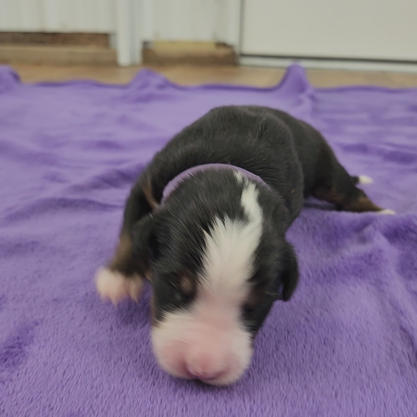bernese mountain dog four days old