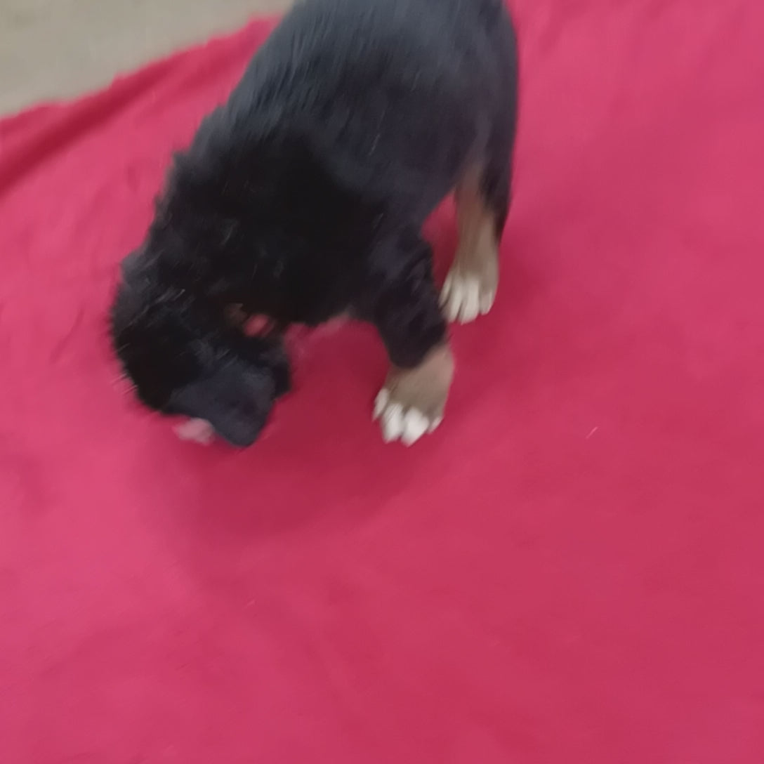 great bernese puppy for sale