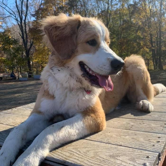 Monica (Sold) Female Great Bernese Puppy