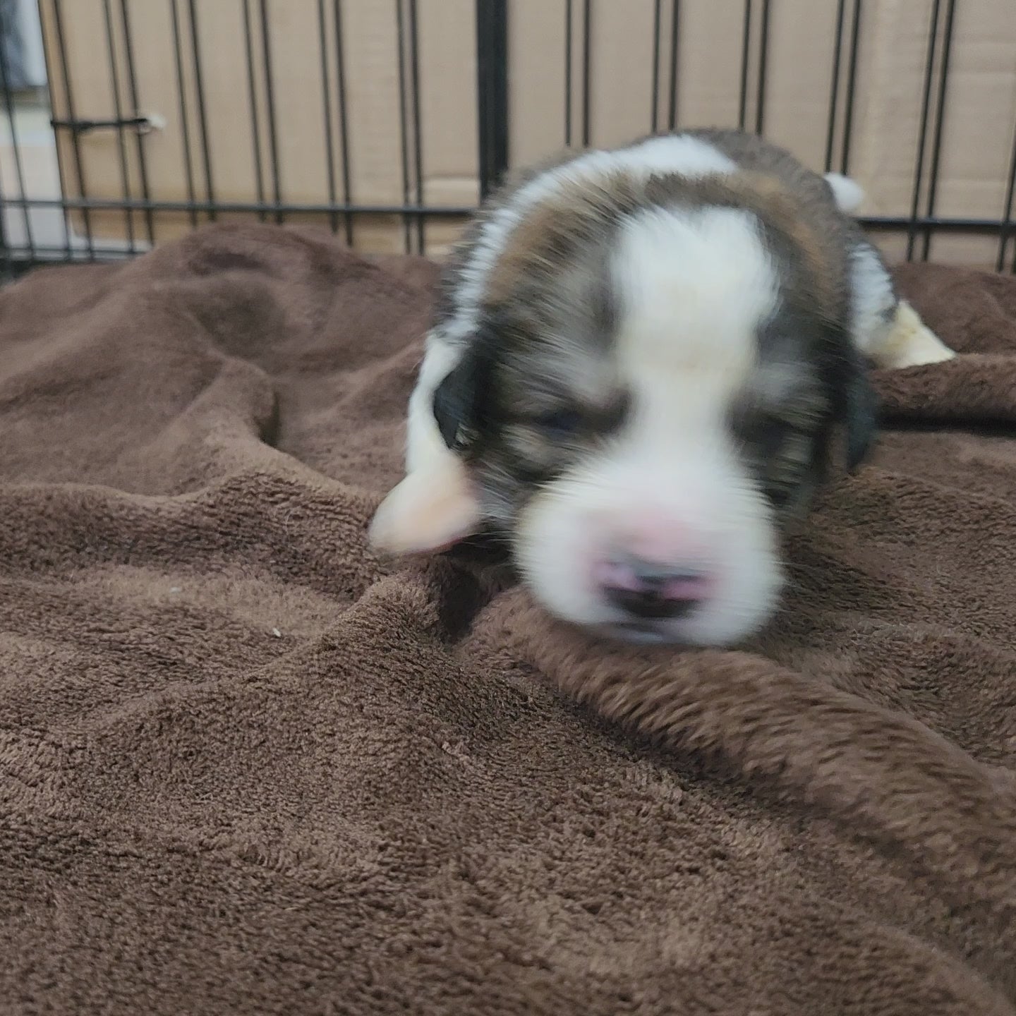 great bernee puppy 2 weeks old