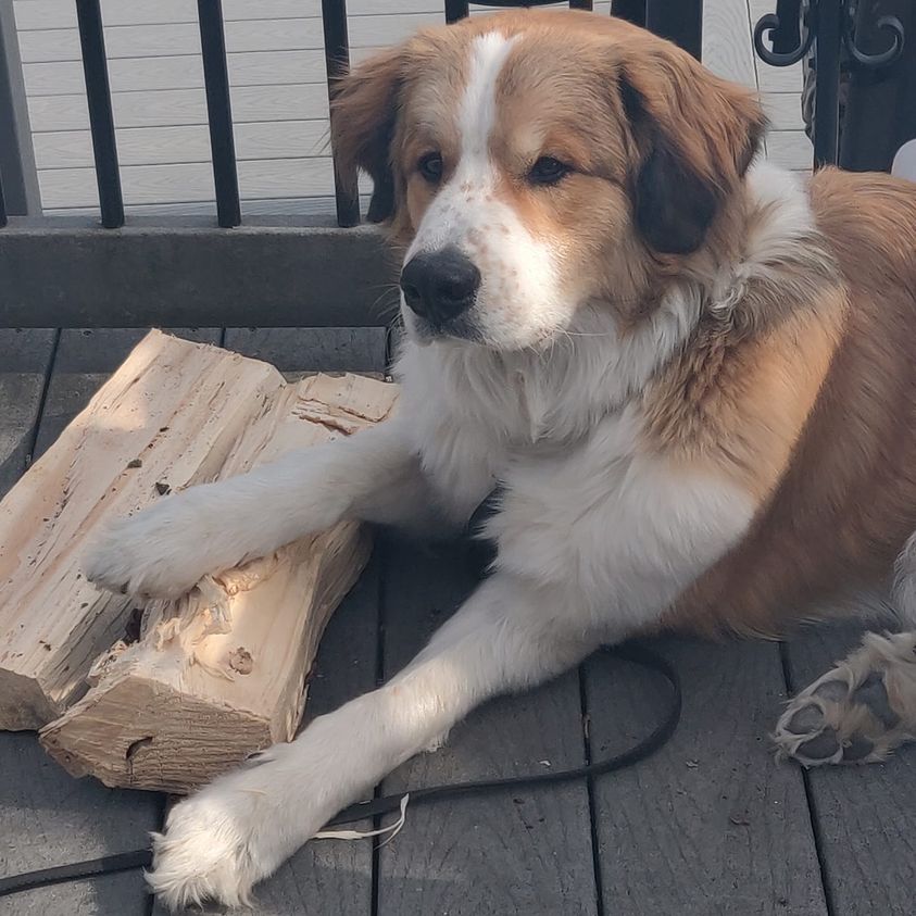 Bernese mountain dog mixed with hot sale great pyrenees