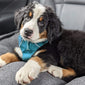 Excalibur Male Bernese Mountain Dog Puppy
