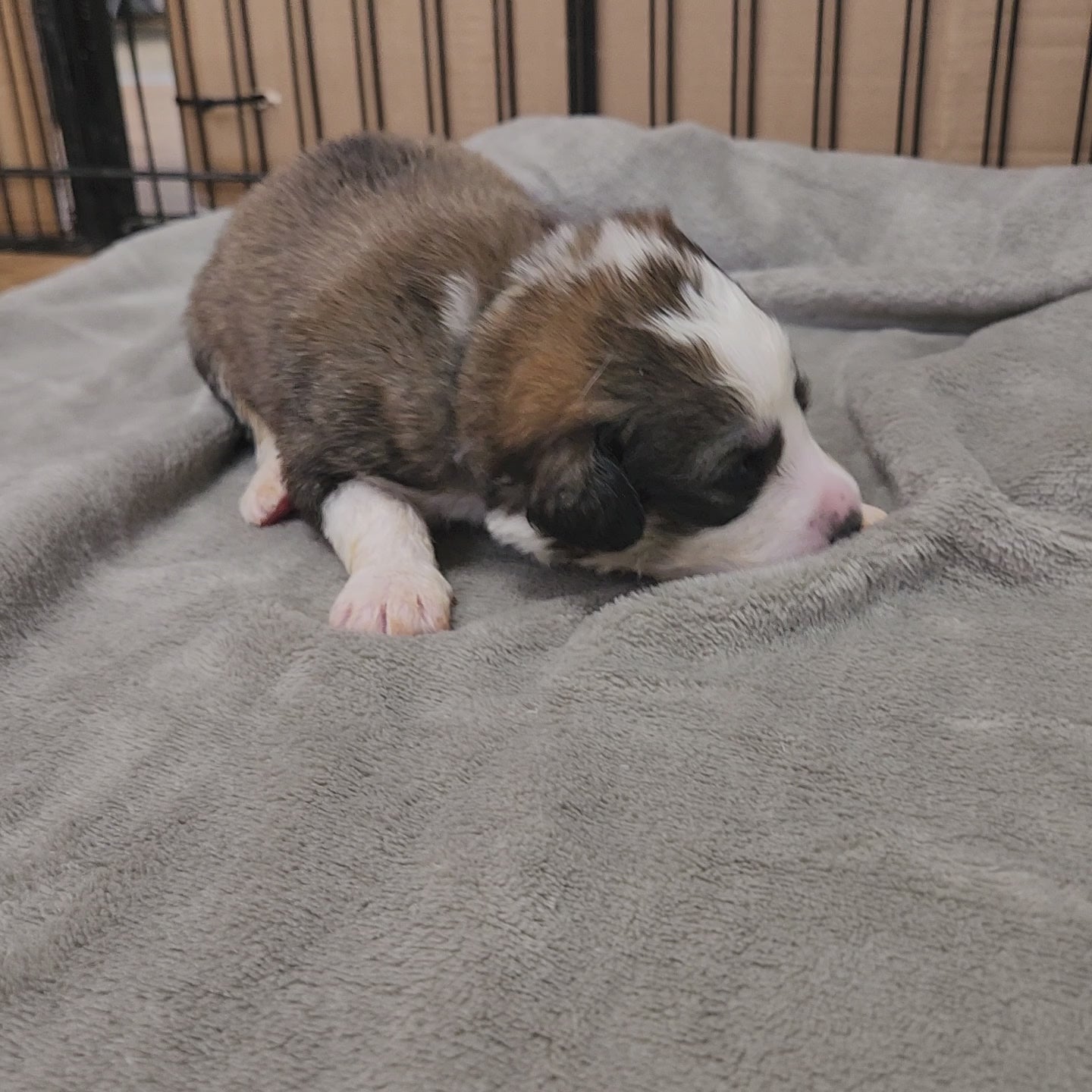 great bernee puppy 2 weeks old
