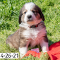 Dwight (Sold) Male Great Bernese Puppy