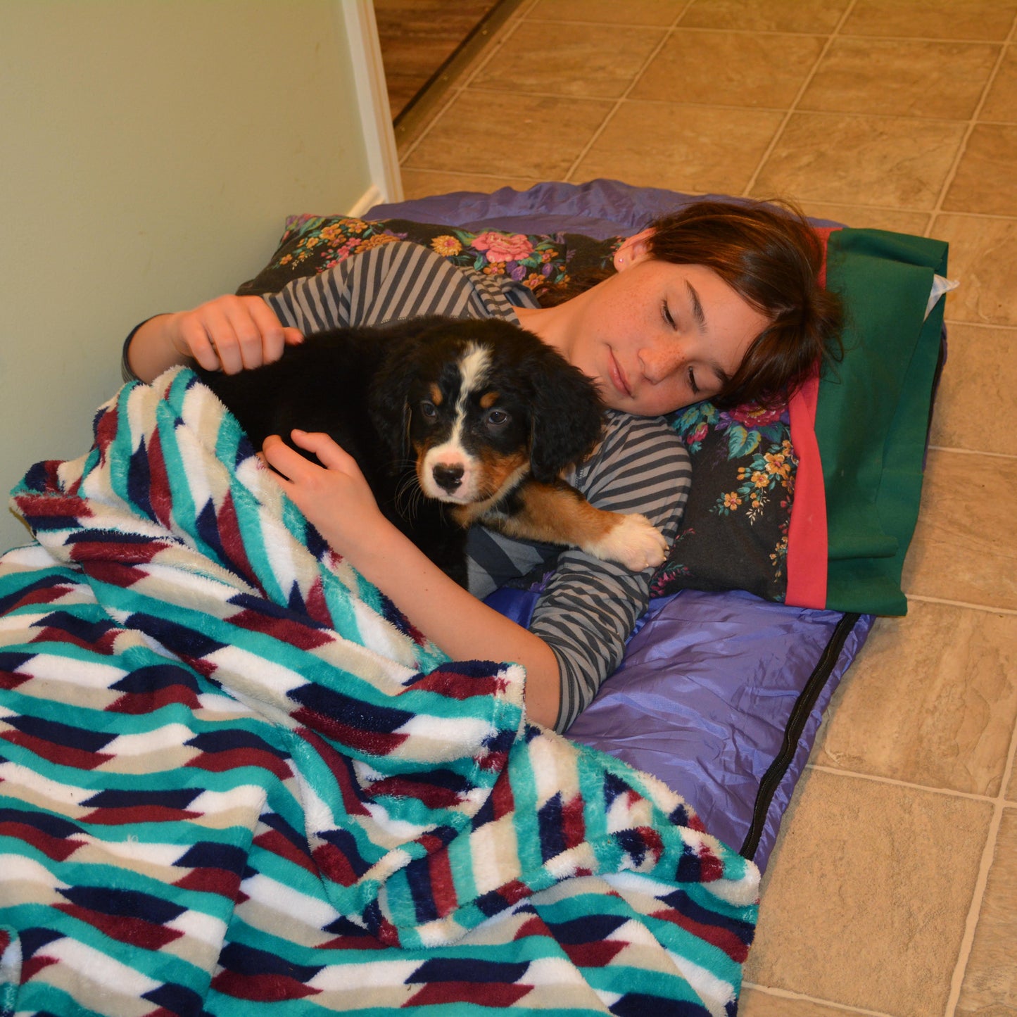 Beckett Female Bernese Mountain Dog