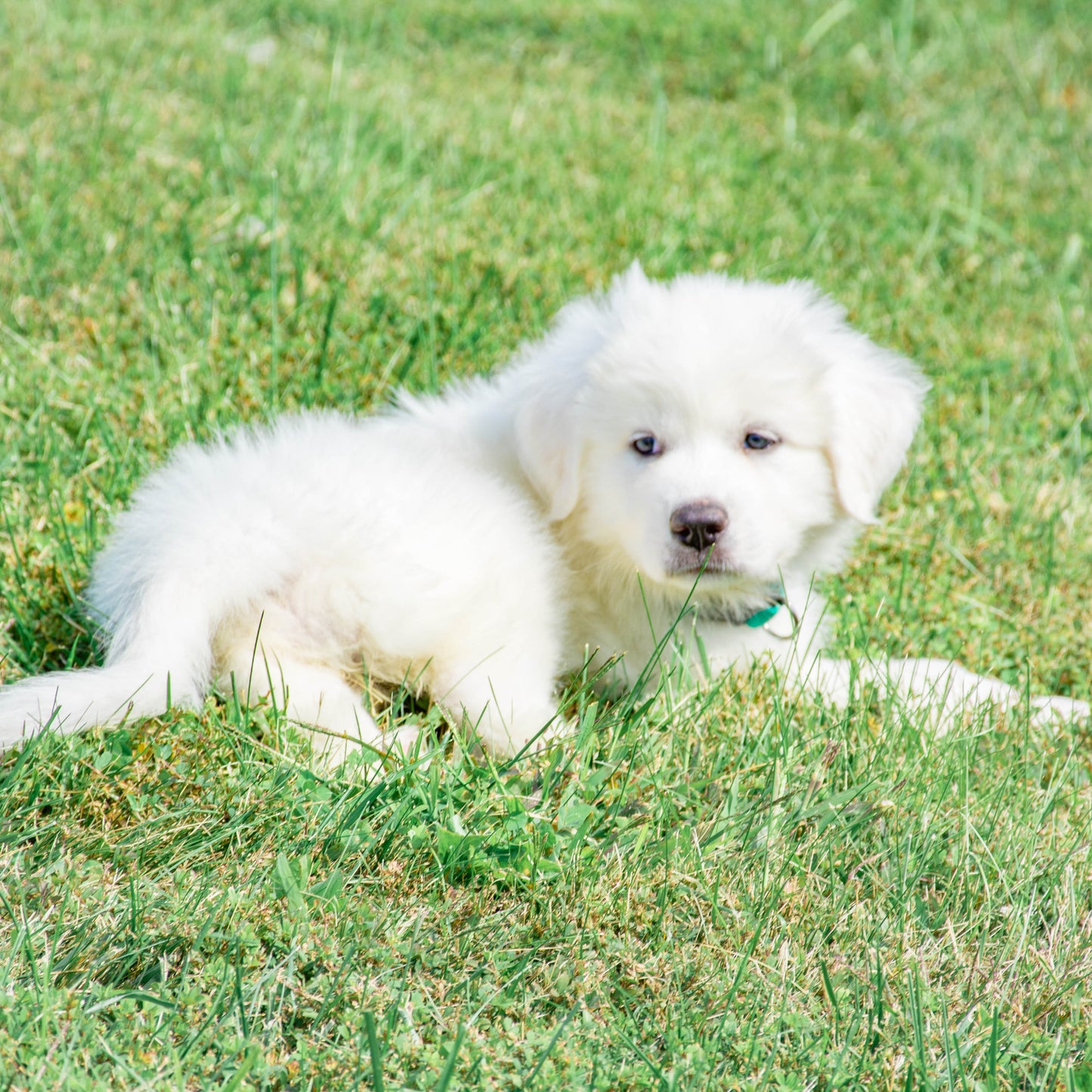 Summer Female Great Pyrenees