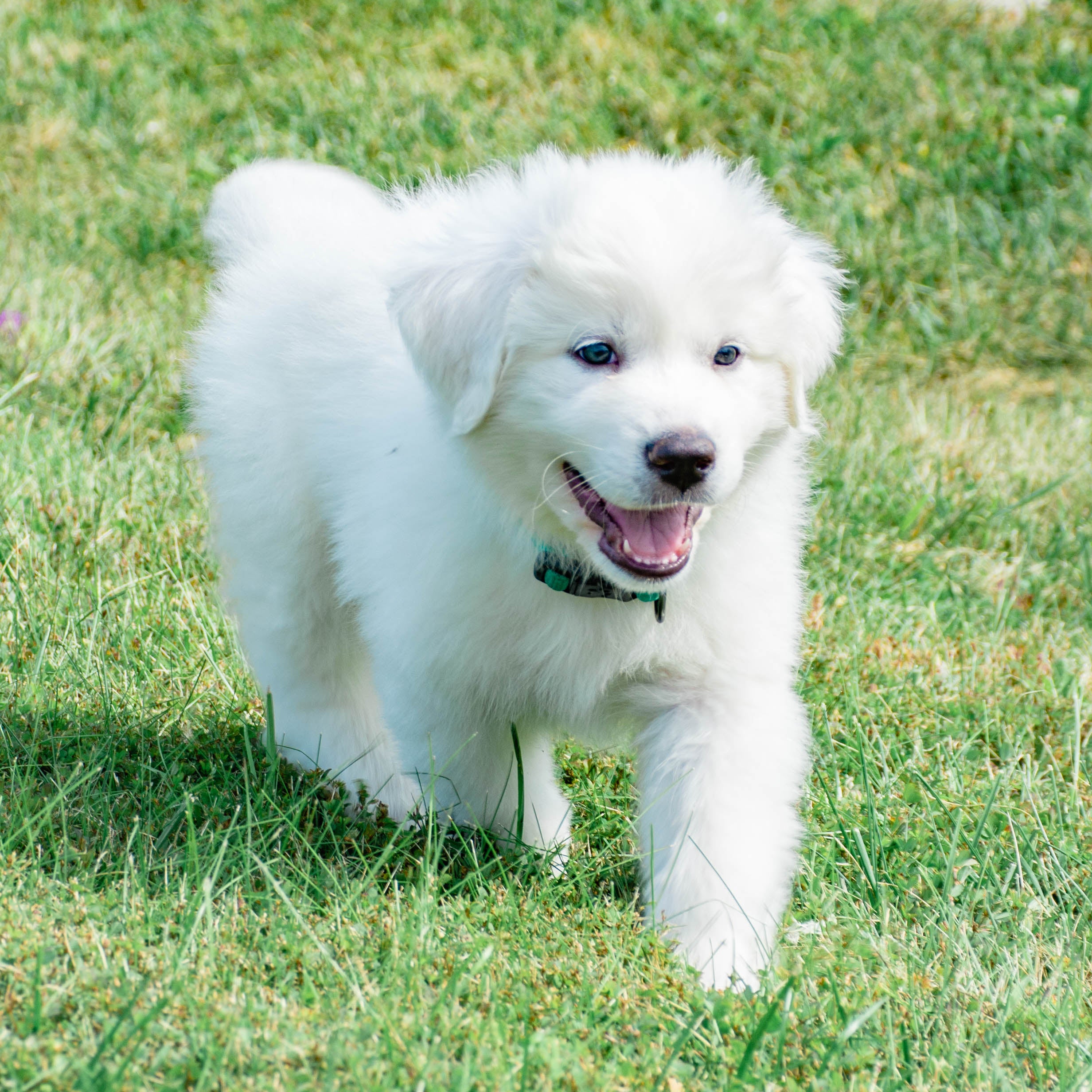 Summer Female Great Pyrenees