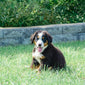 Caroline (Cara) Female Bernese Mountain Dog
