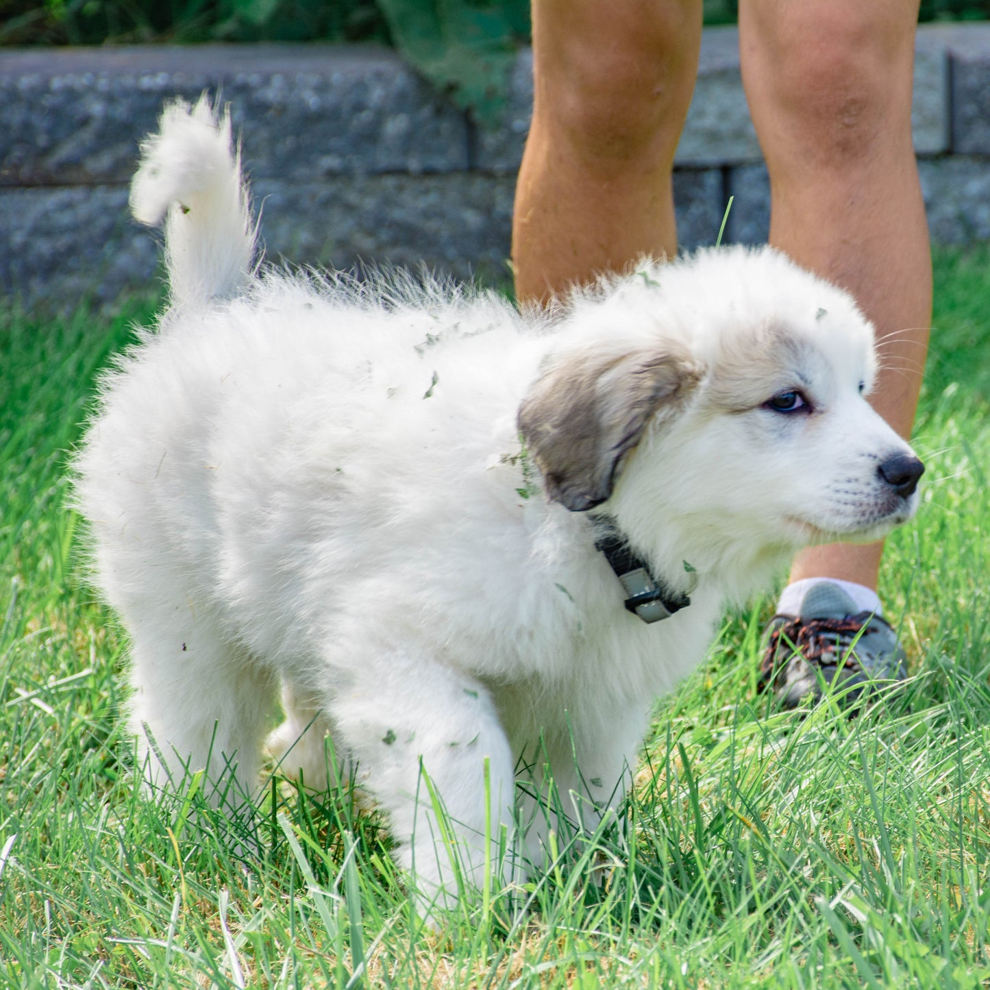 CJ Female Great Pyrenees