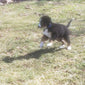 Lancelot Male Bernese Mountain Dog Puppy