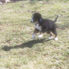 Lancelot (Sold) Male Bernese Mountain Dog Puppy