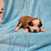 Berk (Sold) Male Great Bernese Puppy