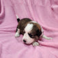 Stormfly (Sold) Female Great Bernese Puppy