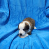 Great Bernese Puppy Stoick