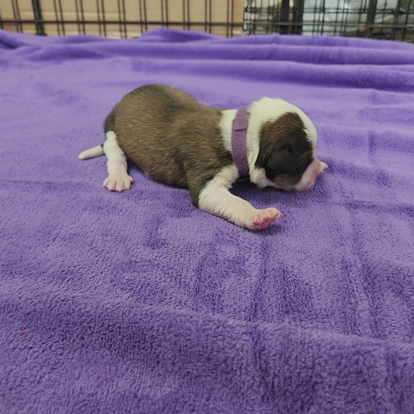 great bernese puppy at two days old