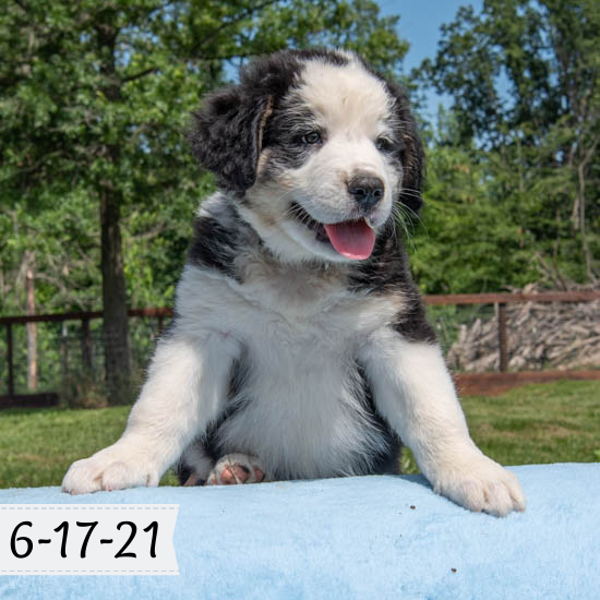 Thea (Sold) Female Great Bernese Puppy