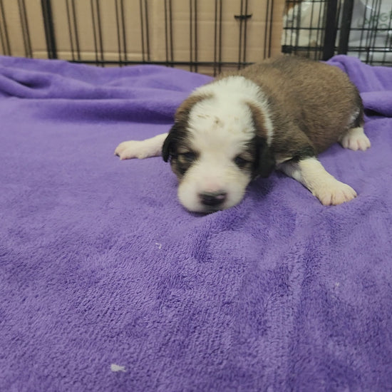 great bernee puppy 2 weeks old