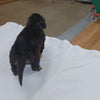 great bernese puppy for sale