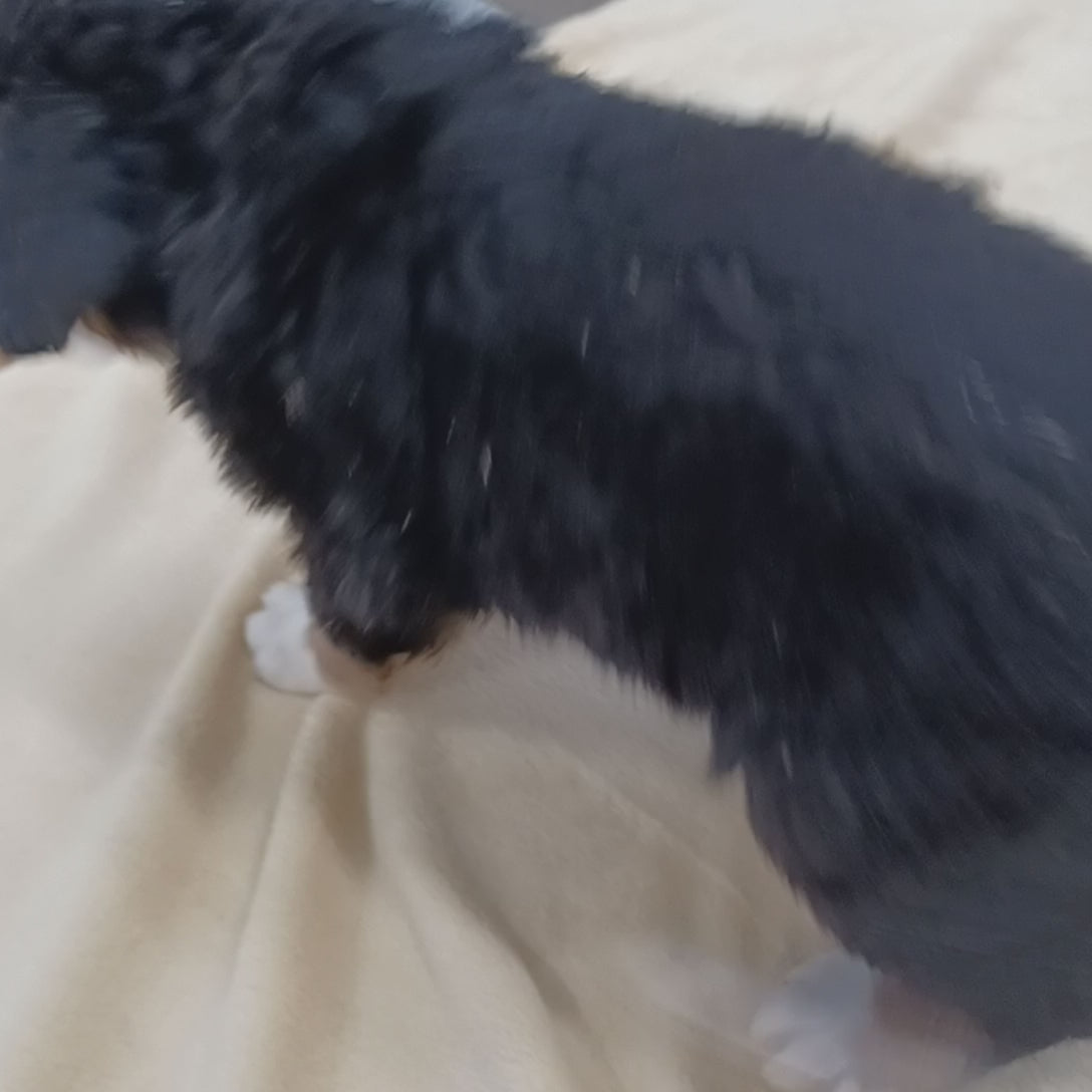 great bernese puppy for sale